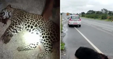 leopard death